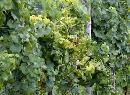 zlata trsna rumenica